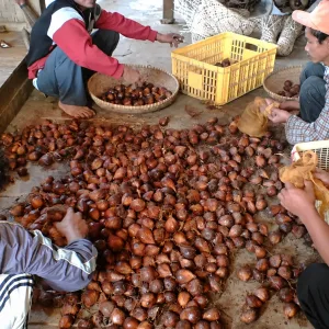 panen salak slebor